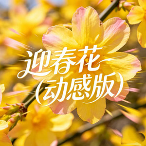 迎春花 (动感版)封面
