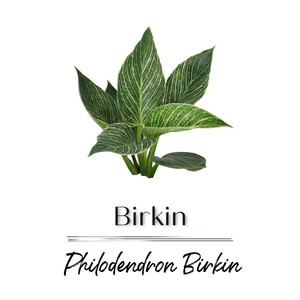 Département Philodendron Birkin (Explicit)