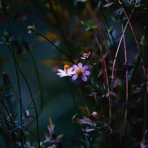 let the flowers dance (Explicit)