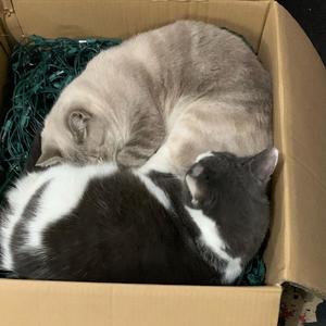 fading daily essence (Explicit)