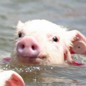 好想好想 (翻自 古巨基)