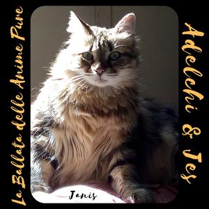 La ballata delle anime pure