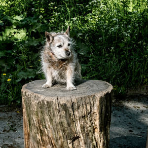 En lagom liten hund - Elin Lyth sjunger Kristina Lugn