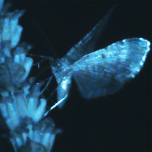 See It Through (Explicit)