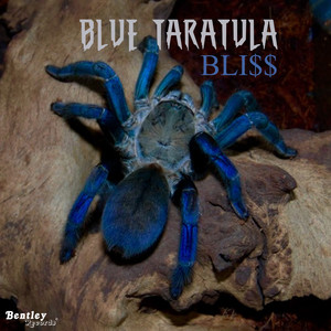 Blue Tarantula