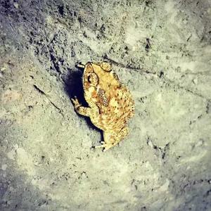 你是我的眼 (翻自 星光帮)