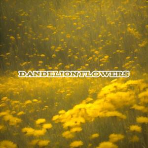 Dandelion Flowers