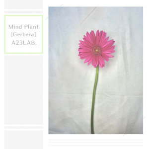 Mind Plant［Gerbera］