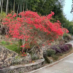 四季杜鹃甲天下