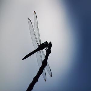 DragonFlies