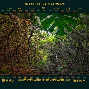 Divin' To The Forest