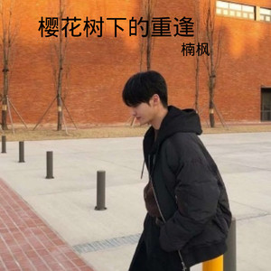 樱花树下的重逢