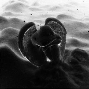 fortcome:speaking in riddles (feat. Quentin Heartz) (Explicit)