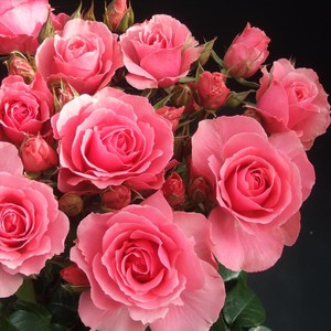 Rosa Esther