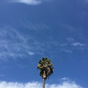 Rosa de los Árboles