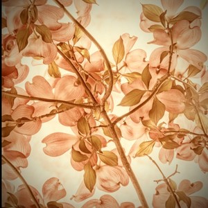 ハナミズキ (feat. 一青窈) (Remix)