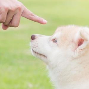 This Isn't a Cry for Help It's a Message to the Queen