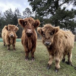 Internet numbers (Explicit)