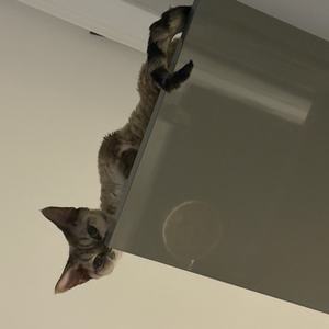 четыре-двадцать (Explicit)