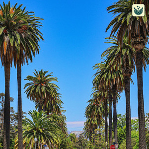 Palm Tree Skies