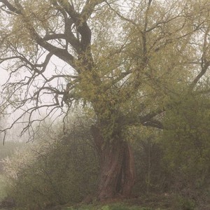 я посажу сад имени меня (Explicit)