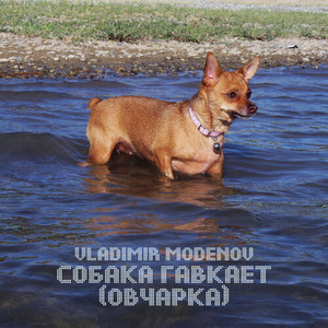 Собака гавкает (овчарка)