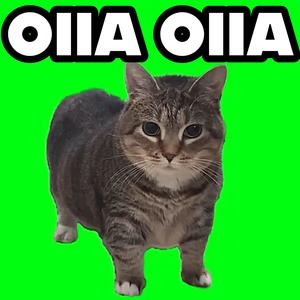 OIIA OIIA spinning cat