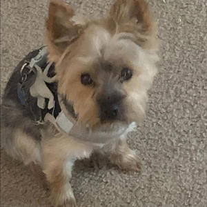 Marionettes (Explicit)