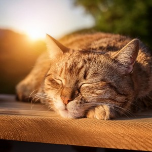 Ritmos Suaves De Mascotas