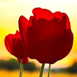 願いが叶うとしたら