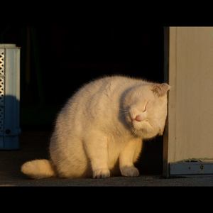 You You（钢琴曲）