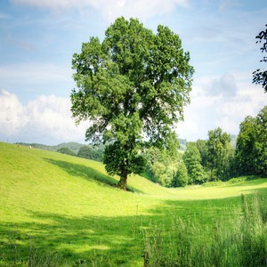 자연의 소리처럼(자아치료, 청아한 테라피)