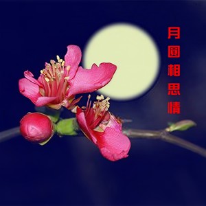 月圆相思情