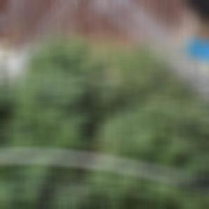 Move Weight (Explicit)