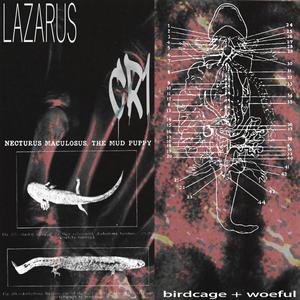 LAZARUS (Explicit)