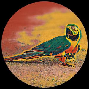 POMSL (Parrot on My Sun Lounger)