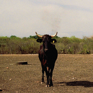 teodiotequiero (Explicit)