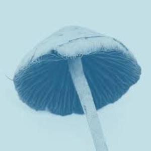 Gone Days (feat. Carl Money Moss) (Explicit)