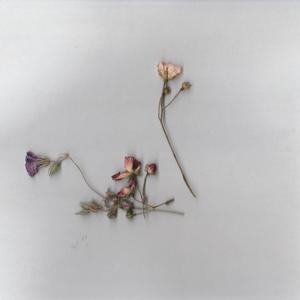 deux, trois rayons (Explicit)