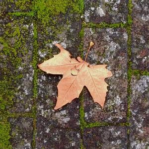 Duelo (feat. Robin Cause)