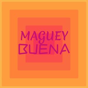 Maguey Buena