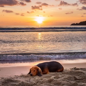 La Calma Musical Del Perro