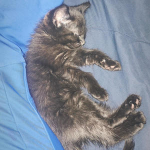 PANCAKES (feat. neverfxll)