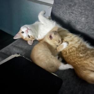 knife-Cuccthesuxx(CT$X)