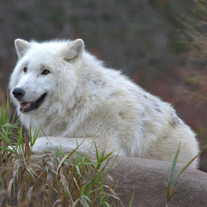 WOLF PACK