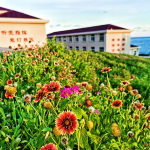 簇拥烈日的花