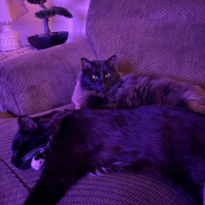 $$LW (Bad Bitch Theme Song) (Explicit)