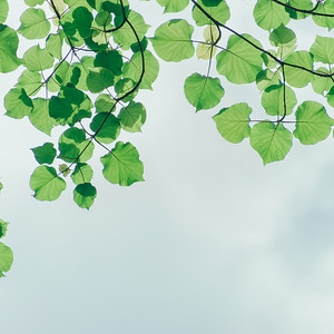 Finales de 2019: Paisajes Sonoros De Naturaleza Profunda Y Pacífica Para Una Serenidad Total