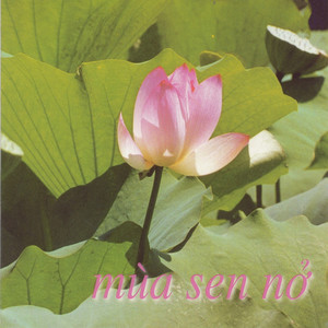 Mùa sen nở (Mưa Hồng Productions CD 80)