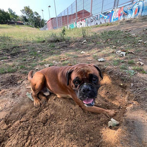 PAJARAS Y MONOS (Explicit)